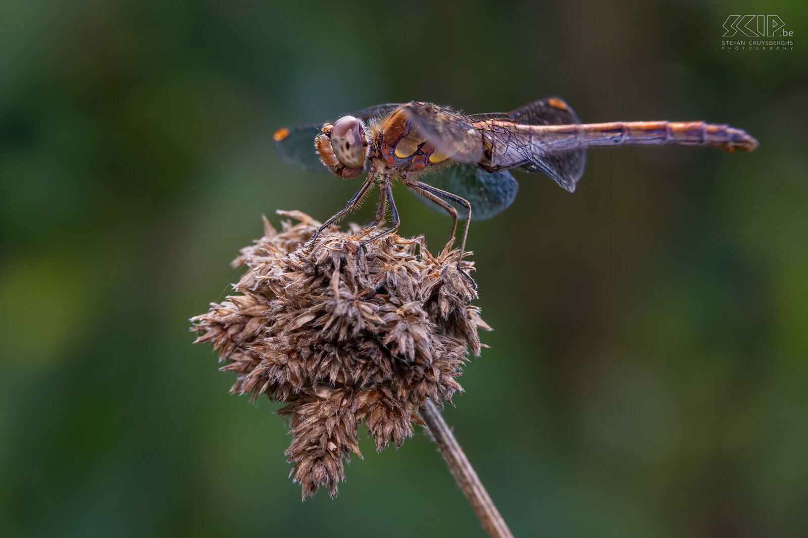 Insects - Common darter In a few nature reserves, I was also able to capture some beautiful dragonflies and damselflies this summer. Stefan Cruysberghs
